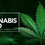 The Cannabis Expo Johannesburg 2026 — Afrikas groesste Hanfmesse