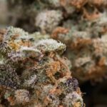 ICBC Barcelona 2026 — B2B-Cannabis-Konferenz in Katalonien